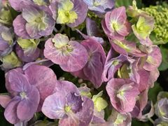 -徐记海鲜(南油永新汇店)