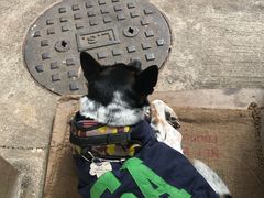 -义顺牛奶公司(新马路老店)