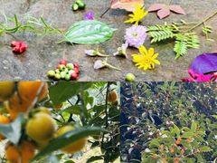 -南山植物园