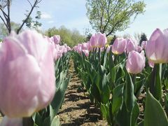 -长春公园(普阳街道)