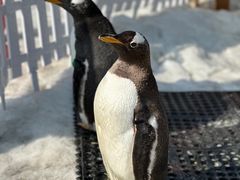 -大连老虎滩海洋公园