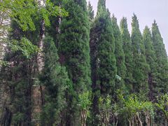 -洛阳市隋唐城遗址植物园