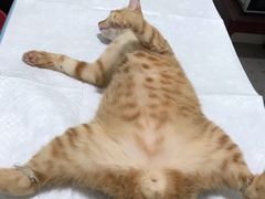 -灵美宠物诊所