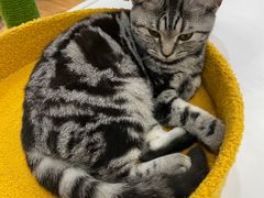 -COLOR PETS 撸猫馆·购猫·猫咖(长风大悦城店)