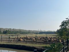 -溱湖国家湿地公园