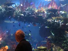 -迪拜帆船酒店海底餐厅