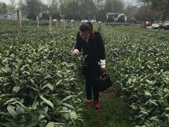 -西湖游船