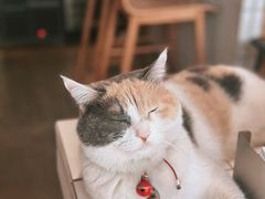 -CENCHI 汵奇咖啡(东四店)