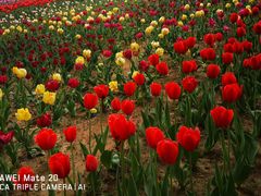 -北京国际鲜花港