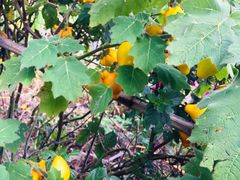 -优游吧斯邹族文化部落