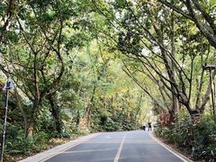 -深圳仙湖植物园