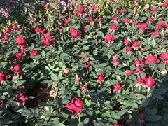 -嘉华鲜花饼·现烤(昆明老街店)