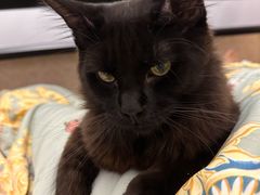 -猫大福·Fortune Cat猫舍(百子湾店)