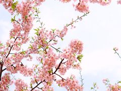-上海辰山植物园