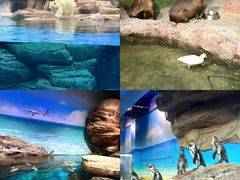 -海合安武汉极地海洋公园