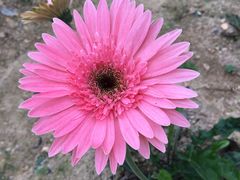 -松山湖梦幻百花洲