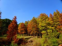 -青龙山国家森林公园