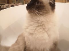 -猫的茶·猫咖