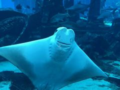 -迪拜帆船酒店海底餐厅