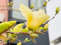 -北京第二实验小学