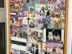 -青奢宠物·青奢猫舍