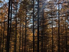 -苏木山森林公园