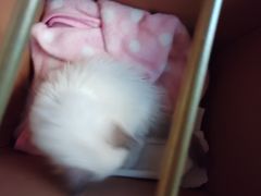 -动物缘宠物医院·骨科·猫科(西二环店)