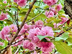 -长白岛森林公园