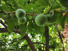 -呼吸森林·生态农庄农家乐私房菜