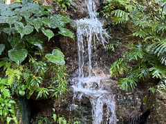 -深圳仙湖植物园