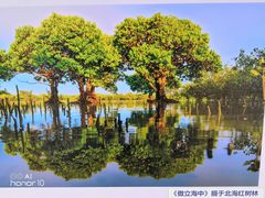 -北海金海湾红树林生态旅游区