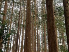 -北海道神宫