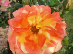 -武汉紫薇都市田园