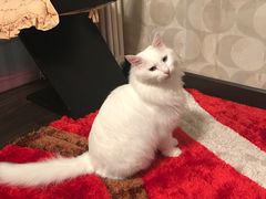 -美联众合动物医院·24h转诊中心
