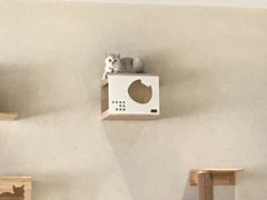 -藏猫猫咖啡主题馆(中央大道店)