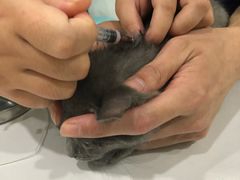 -伟伟宠物医院·CT影像中心·瑞派犬猫综合性门诊(汉口总院)