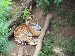 -大连森林动物园