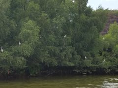 景点白鹭-大亚湾红树林城市湿地公园
