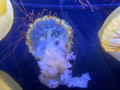 -珠海长隆海洋王国