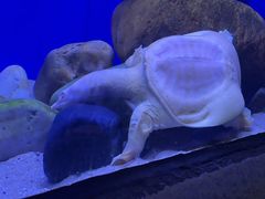 -上海海洋水族馆