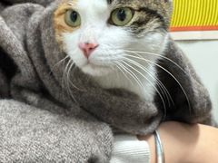 -四月宠物医院·猫专科·心脏专科·内科(转塘店)
