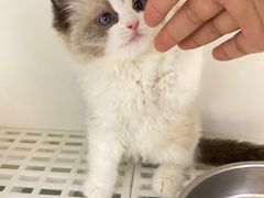 -lincat·猫舍(广州店)