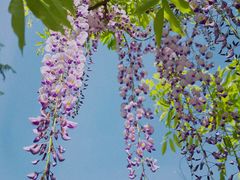 -嘉定紫藤园