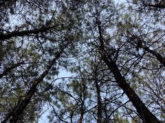 -铁山坪森林公园