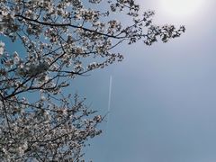 -顾村公园