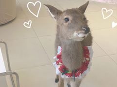 -怪兽屋·羊驼·猫咖·狗咖(俊华广场店)