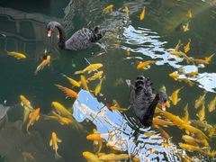 -南宫五洲植物乐园