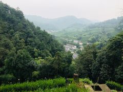 -十八棵（老龙井）御茶园(老龙井店)