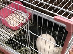 -猫猫幼稚园·撸猫·桌游·电玩