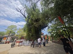 -大槐树寻根祭祖园